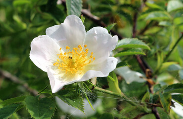 Rosa canina, white dog rose, close up