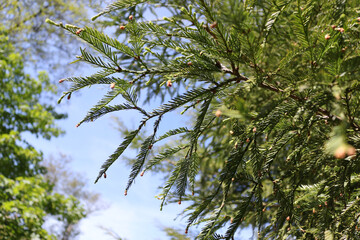 green coast redwood tree branches with female cones growing