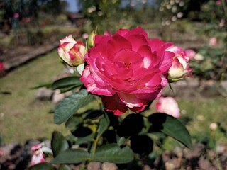 Beautiful and blooming floribunda roses