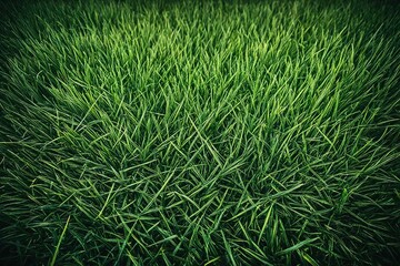green grass background