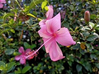Hibiscus syriacus ornamental plant 