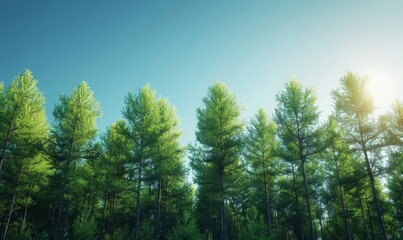 Obraz premium A serene forest landscape captures the majesty of tall, green trees stretching toward a clear blue sky. The scene offers a tranquil atmosphere.