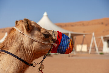 Porträt eines Kamels in einem Wüstencamp im Oman