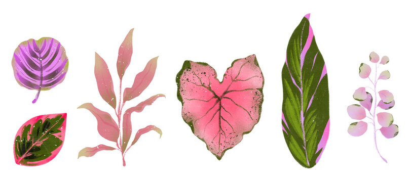 trendy botanical greenery set - tropical leaves icons - foliage green pink lilac leaves - urban jungle - floral wedding invitation card - houseplants illustrations isolated transparent background PNG 