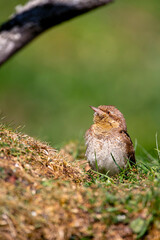 Eurasian Wryneck perched on a ground.
