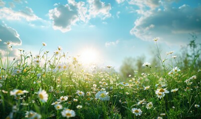 A lush, green meadow adorned with vibrant wildflowers sits under a bright, sunny sky. This picturesque setting features plenty of open space, making it perfect for adding text that stands out.