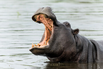 Hippopotamus in the Okavanga Delta in Botswana. An aggressive hippo bull is yawning and shows...