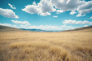 Fototapeta premium field and sky