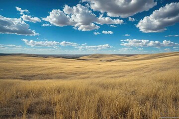 Obraz premium field and sky