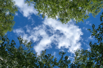 Fototapeta premium Clear Blue Sky Through a Canopy of Green Leaves