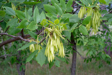 European ash. Common ash seeds among green foliage close-up. Tree branch.