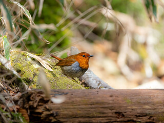 地面に降りてエサを探しているコマドリの雄