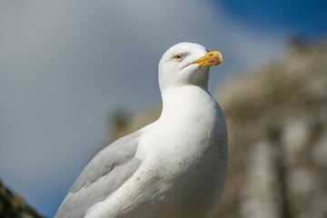 detailed close-up portrait of a European Herring Gull (Larus argentatus)