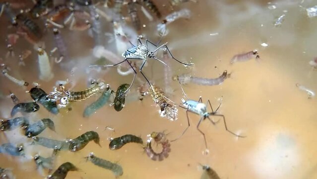Mosquitoes lay eggs in dirty water, mosquito eggs hatch into mosquito larvae that are ready to reproduce