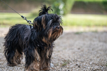Shih Tzu  Hund stehend von der Seite