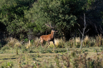 Red deer in Calden Forest environment, La Pampa, Argentina, Parque Luro, Nature Reserve