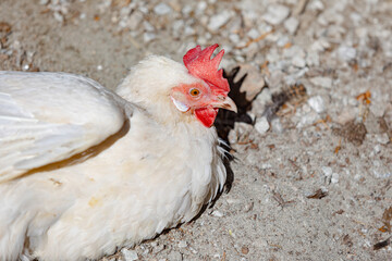 White chicken lies on the sand, close-up, right side. For ad poultry farming, agriculture eco ranch banner, veterinary information