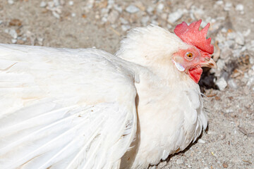 Sick white infected chicken lies on the sand with its eyes half-closed, close-up, right side. For ad poultry products farming, agriculture eco ranch banner, veterinary information