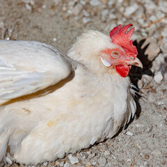 Sick white infected chicken lies on the sand with its eyes half-closed, close-up, right side. For ad poultry products farming, agriculture eco ranch banner, veterinary information