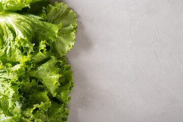 Fresh home grown green lettuce salad leaves on gray background. View from above.
