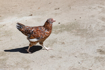 Motley brown chicken walks along the sand, beak open, right side, general view. For ad poultry...
