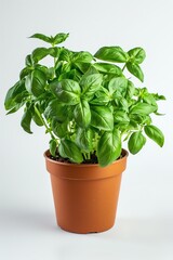 A pot of basil, green and fresh, on white plain background