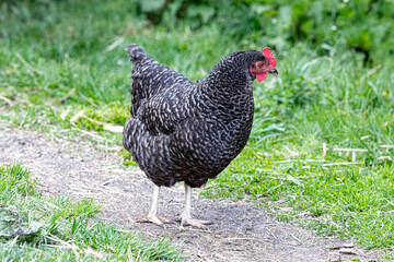 Motley chicken stands on a path among the grass, general view, for ad poultry farming, agriculture eco ranch banner, veterinary information