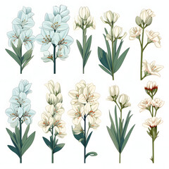set of Yucca, plants, leaves and flowers. illustrations of beautiful realistic flowers for background, pattern or wedding invitations