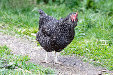 Motley chicken stands on a path among the grass, general view, for ad poultry farming, agriculture eco ranch banner, veterinary information