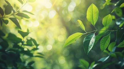 Beautiful natural spring summer defocused background with fresh lush foliage and bokeh in nature.
