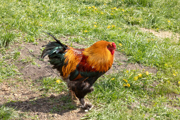 Magnificent colorful rooster stands on the grass. General view, right side. For ad poultry farming, agriculture eco ranch banner, veterinary information