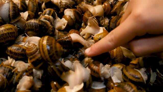 many snails on the farm in hands. Selective focus.