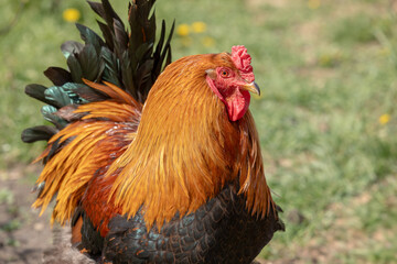 Portrait of a magnificent colorful rooster for ad poultry farming, agriculture eco ranch banner, veterinary information, close-up