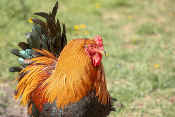 Portrait of a magnificent colorful rooster for ad poultry farming, agriculture eco ranch banner, veterinary information, close-up