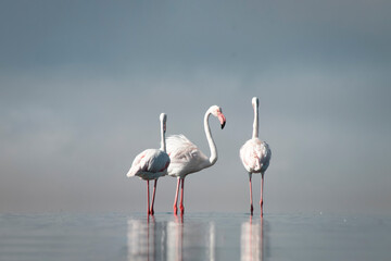 Wild african birds. Group of Greater african flamingos  walking around the blue lagoon on a sunny day