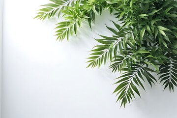 A simple light background with a blurred shadow of foliage on a white wall, creating a beautiful backdrop.