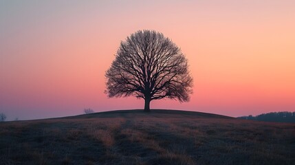 Serene Sunset Silhouette Lone Tree in the French Countryside at Dusk