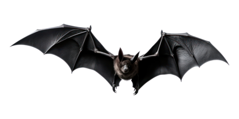 PNG Wildlife animal mammal bat. 