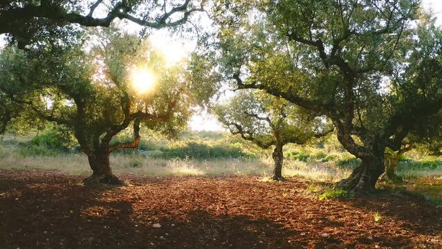 Tuscany Italy olive tree garden landscape. Agriculture beautiful landscape