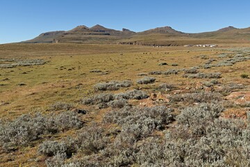 View of the countryside near Sani Pass (2876 meters). The Maloti Mountains and the Drakensberg. Thaba-Tseka district. Kingdom of Lesotho. Africa.