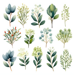 set of Eucalyptus leaves, plants, leaves and flowers. illustrations of beautiful realistic flowers for background, pattern or wedding invitations