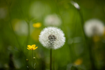 Beautilful spring colorful flowers of italy