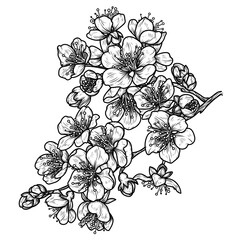 Vector illustration of a branch of blooming apricot in engraving style