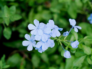 ルリマツリの花 Cape Leadwort Plumbago Leadwort