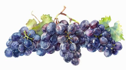 Watercolor illustration of a bunch of purple grapes with leaves, showcasing vibrant colors and delicate brushstrokes on a white background.