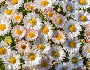 Top view of white and yellow daisies flowers backgrounds /wallpaper.  Colorful daisy flowers in bloom