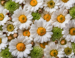 Fototapeta premium Top view of white and yellow daisies flowers backgrounds /wallpaper. Colorful daisy flowers in bloom