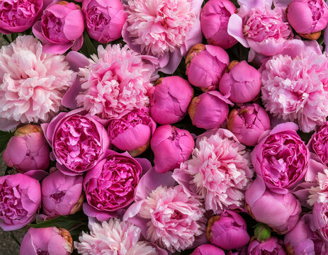 Top view of pink peonies flowers backgrounds /wallpaper.  Colorful peonies flowers in bloom. Paeonia 