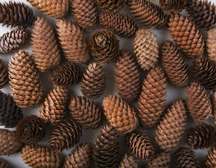 Fototapeta premium Top view of dry brown pine cone backgrounds wallpaper 