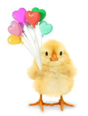 Crazy chick funny with heart shaped balloons congratulates happy Easter or birthday Valentine isolated on white background. Holiday love concept idea photo